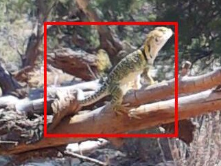 collared lizard found by MegaDetector